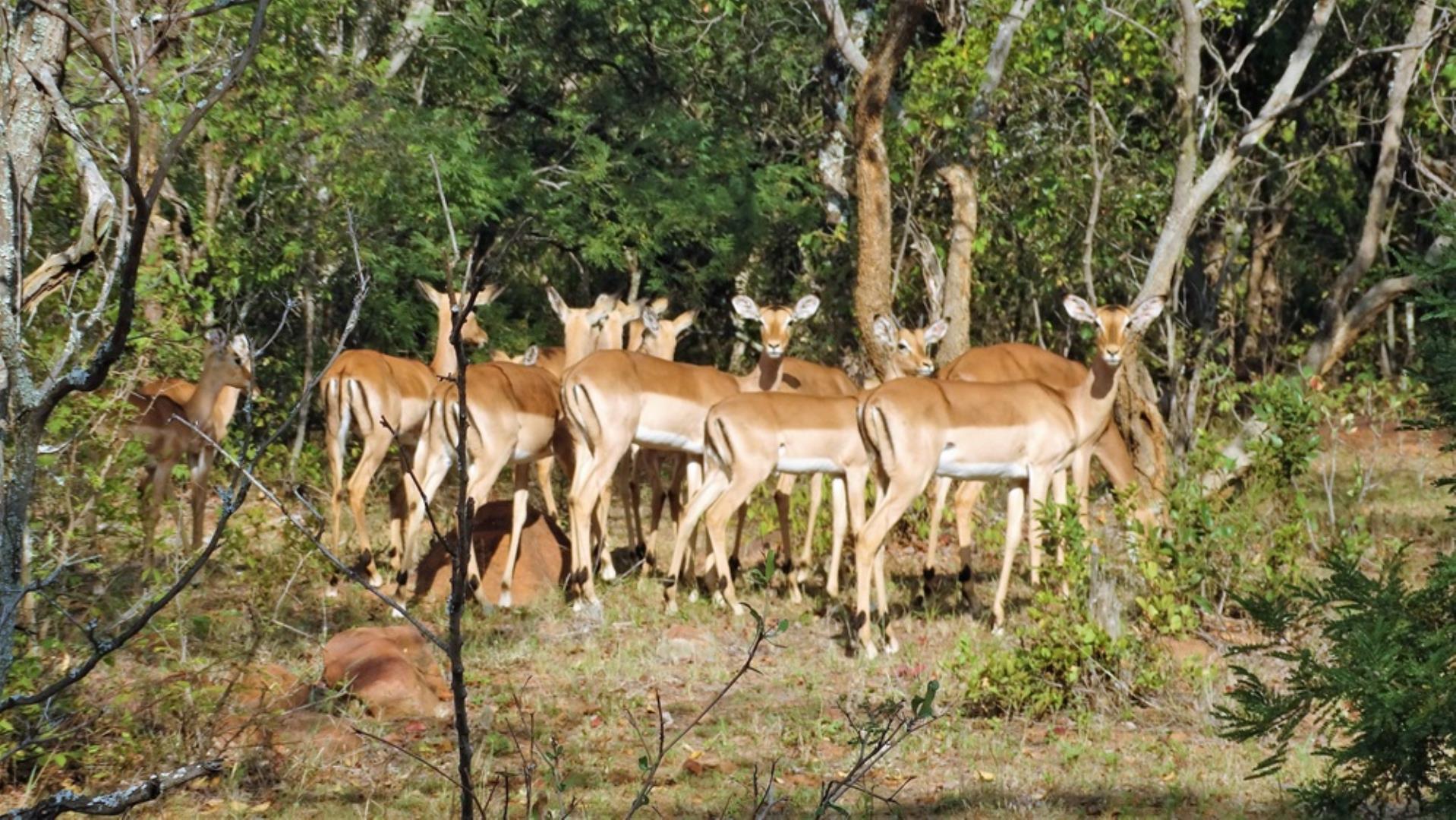 768829_509ha_Game_and_Lifestyle_Farm_FOR_SALE_Naboomspruit_(06).JPG