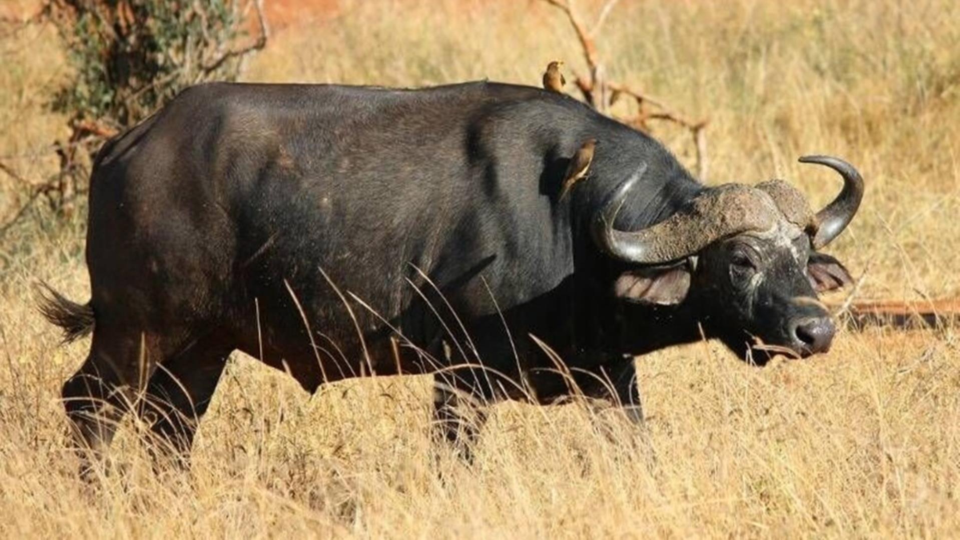 768829_509ha_Game_and_Lifestyle_Farm_FOR_SALE_Naboomspruit_(07).jpg