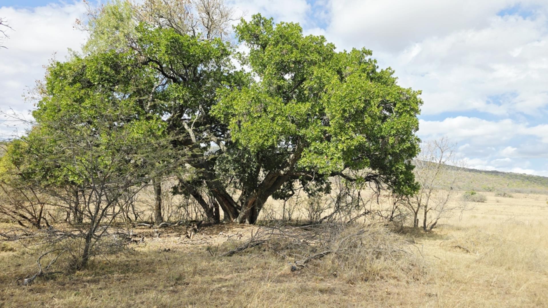 768829_509ha_Game_and_Lifestyle_Farm_FOR_SALE_Naboomspruit_(51).jpeg