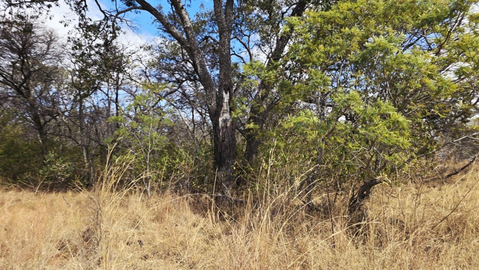 768829_509ha_Game_and_Lifestyle_Farm_FOR_SALE_Naboomspruit_(58).jpeg