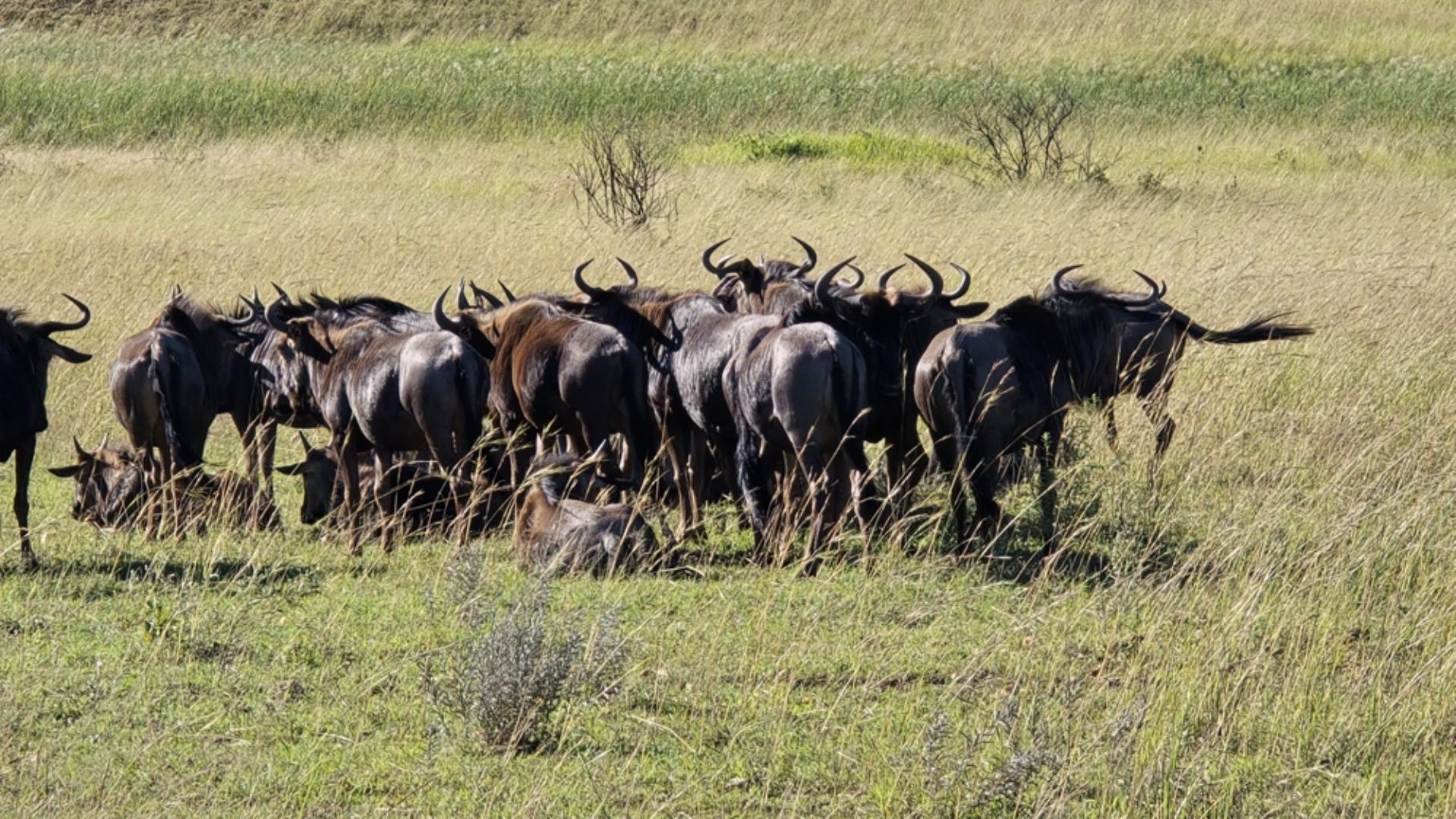769071_15100ha_Badplaas_FARM_FOR_SALE_Photos_(154).jpeg