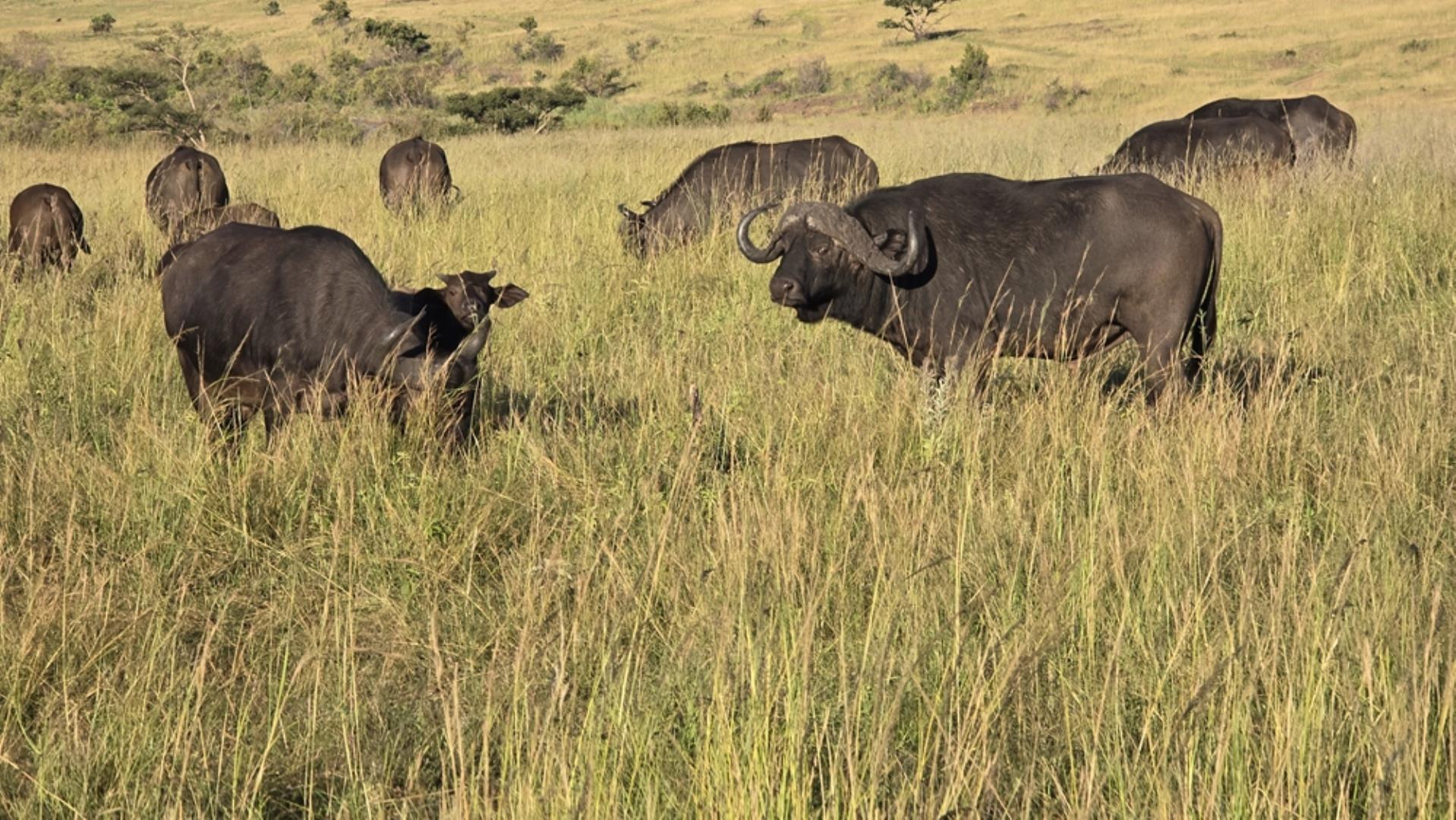 769071_15100ha_Badplaas_FARM_FOR_SALE_Photos_(227).jpeg