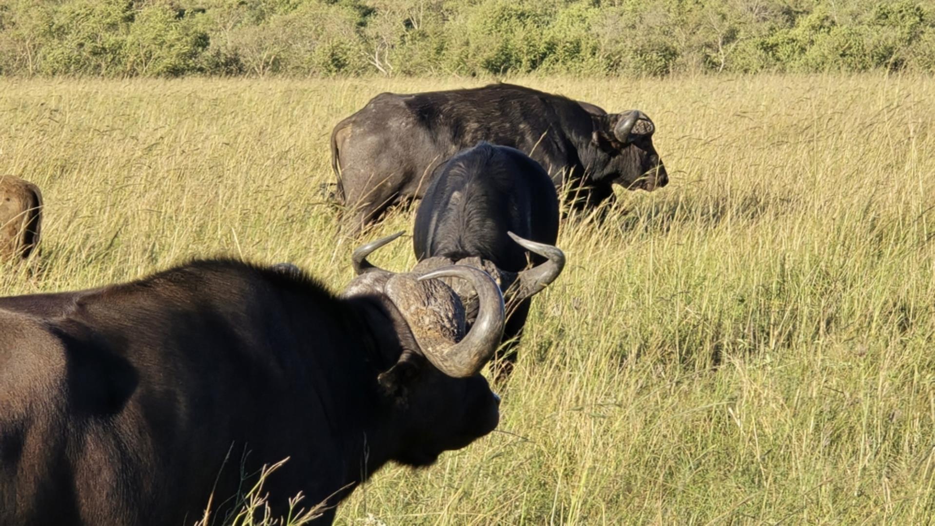 769071_15100ha_Badplaas_FARM_FOR_SALE_Photos_(242).jpeg