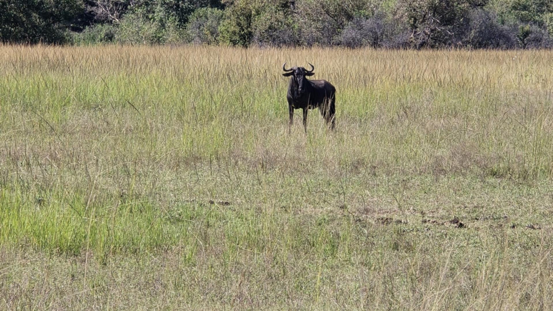 769071_15100ha_Badplaas_FARM_FOR_SALE_Photos_(52).jpeg