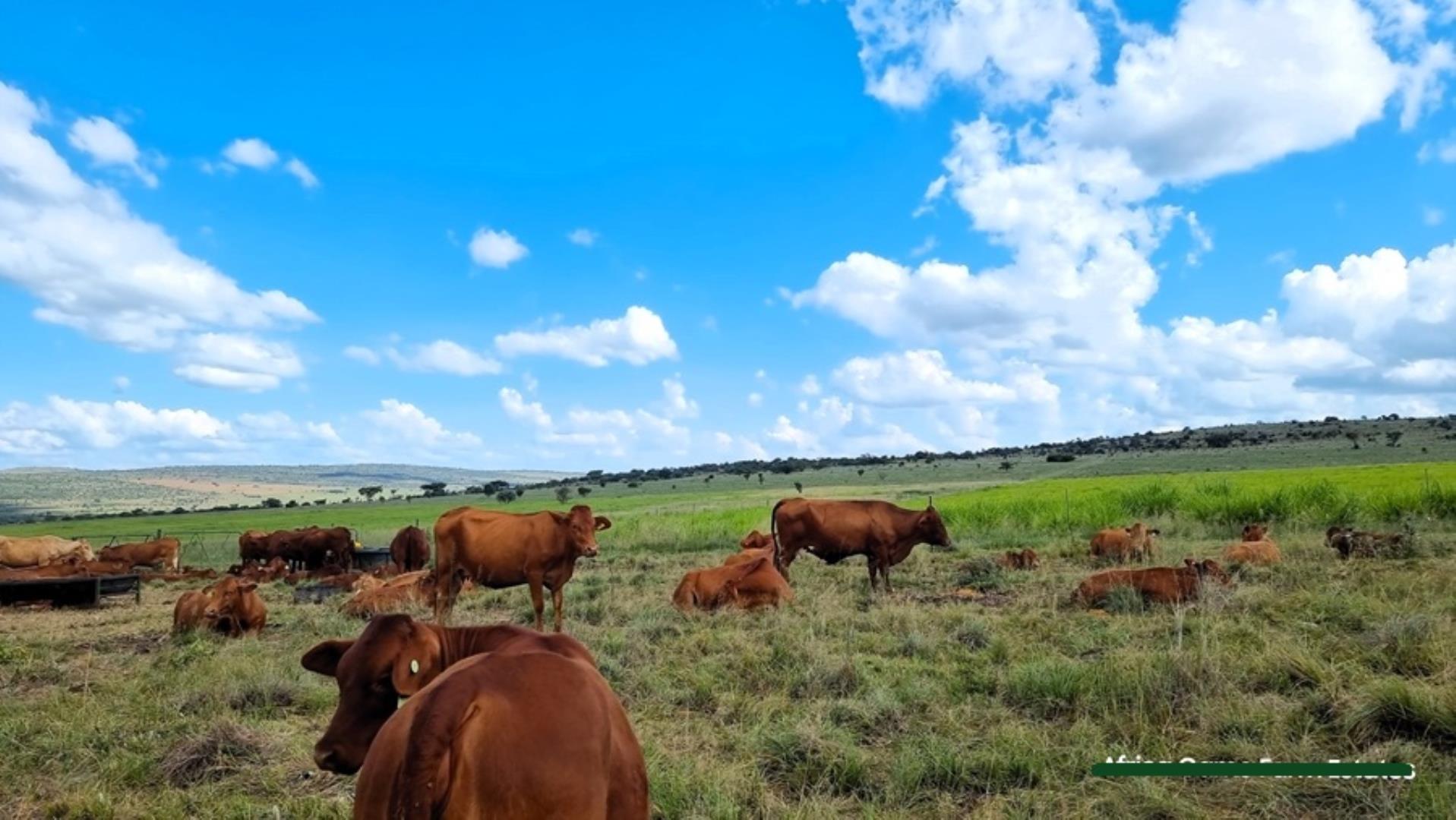 769253_Naboomspruit_Cattle_Farm_For_Sale__(24).jpg