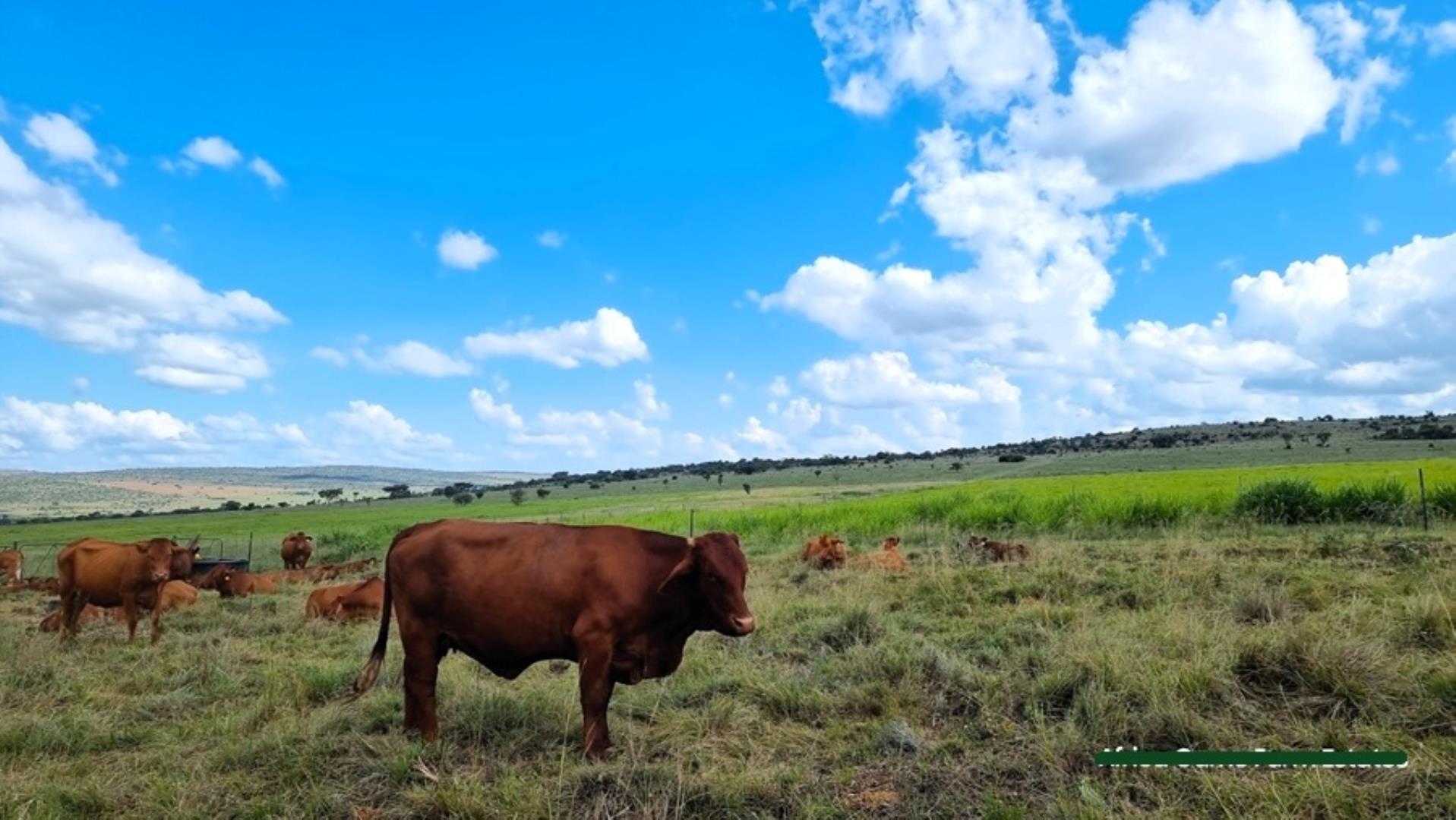 769253_Naboomspruit_Cattle_Farm_For_Sale__(25).jpg
