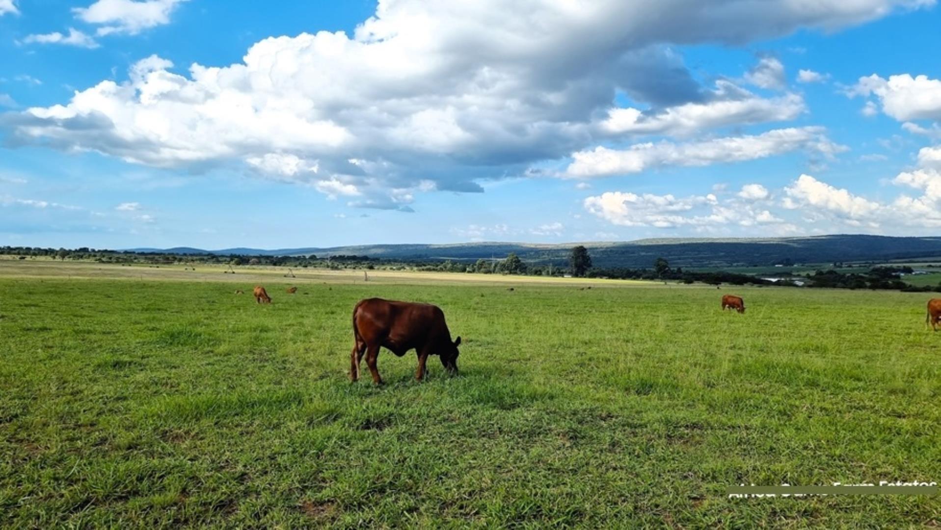 769253_Naboomspruit_Cattle_Farm_For_Sale__(37).jpg