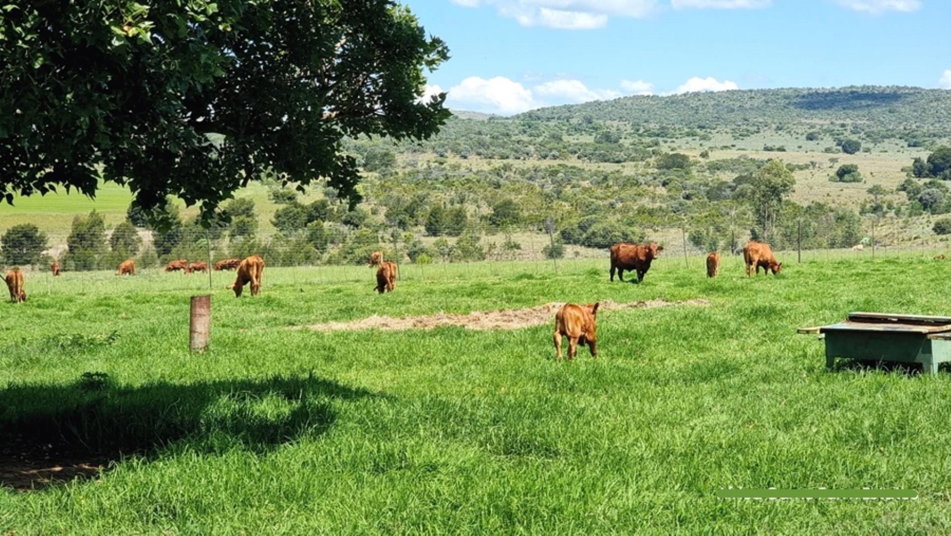 769253_Naboomspruit_Cattle_Farm_For_Sale__(4).jpg
