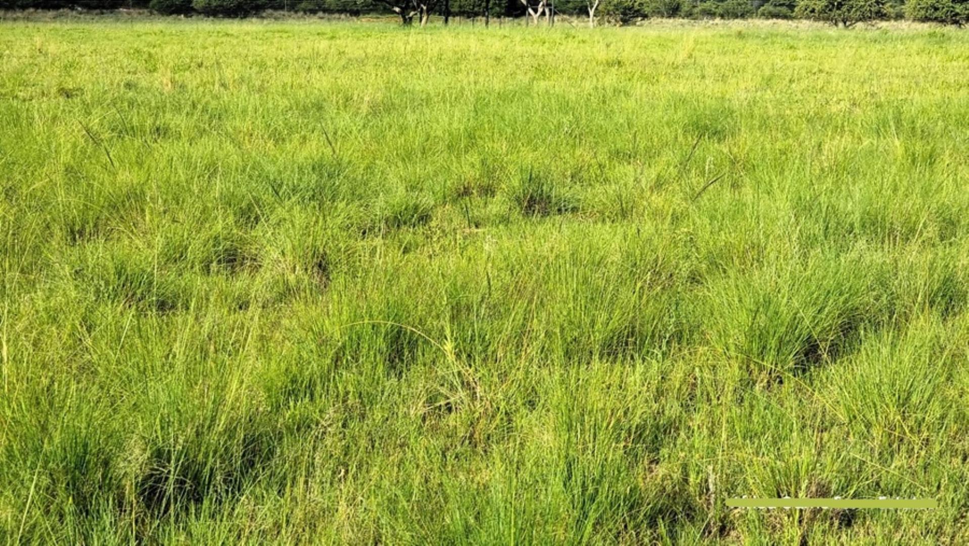 769253_Naboomspruit_Cattle_Farm_For_Sale__(44).jpg