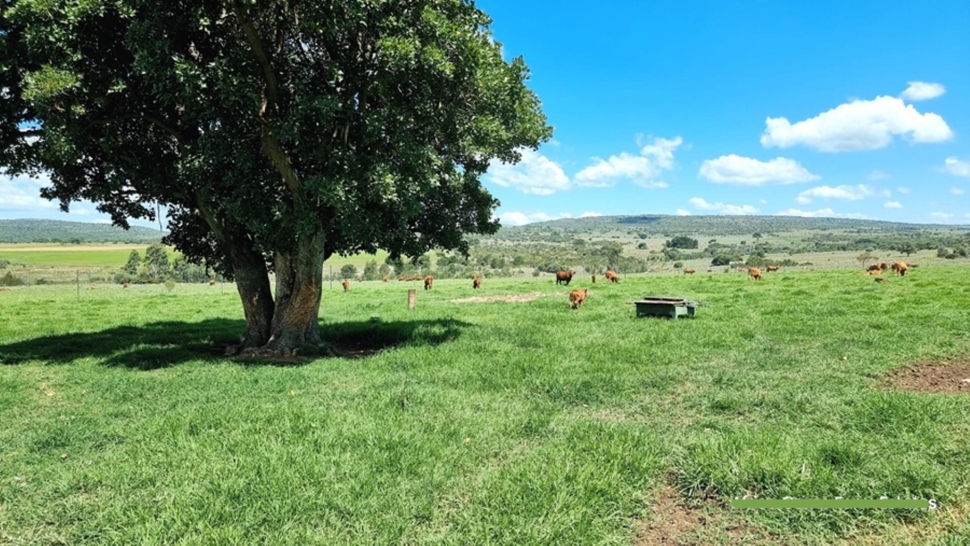 769253_Naboomspruit_Cattle_Farm_For_Sale__(5).jpg