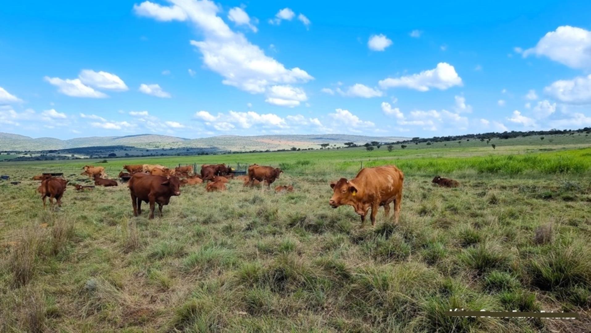 769254_Naboomspruit_Cattle_Farm_For_Sale__(26).jpg