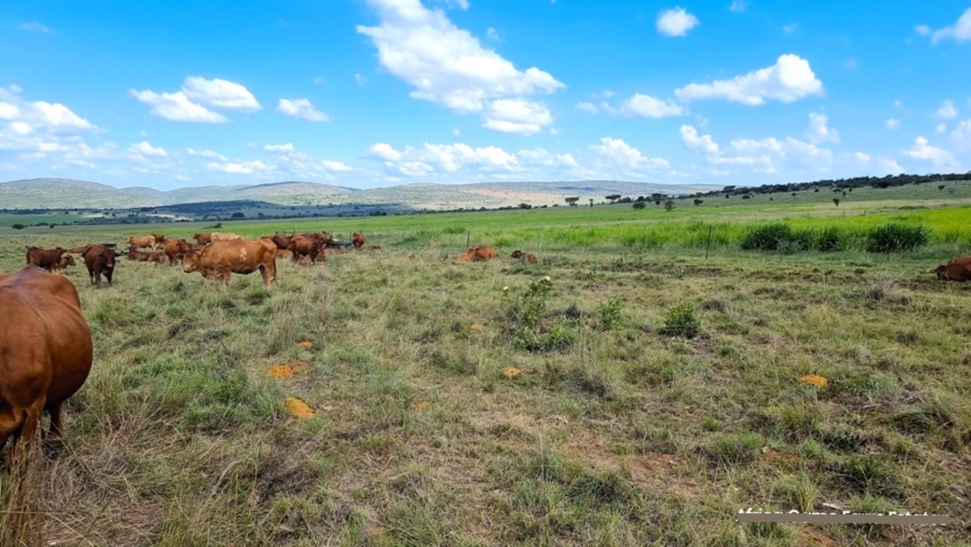 769254_Naboomspruit_Cattle_Farm_For_Sale__(27).jpg