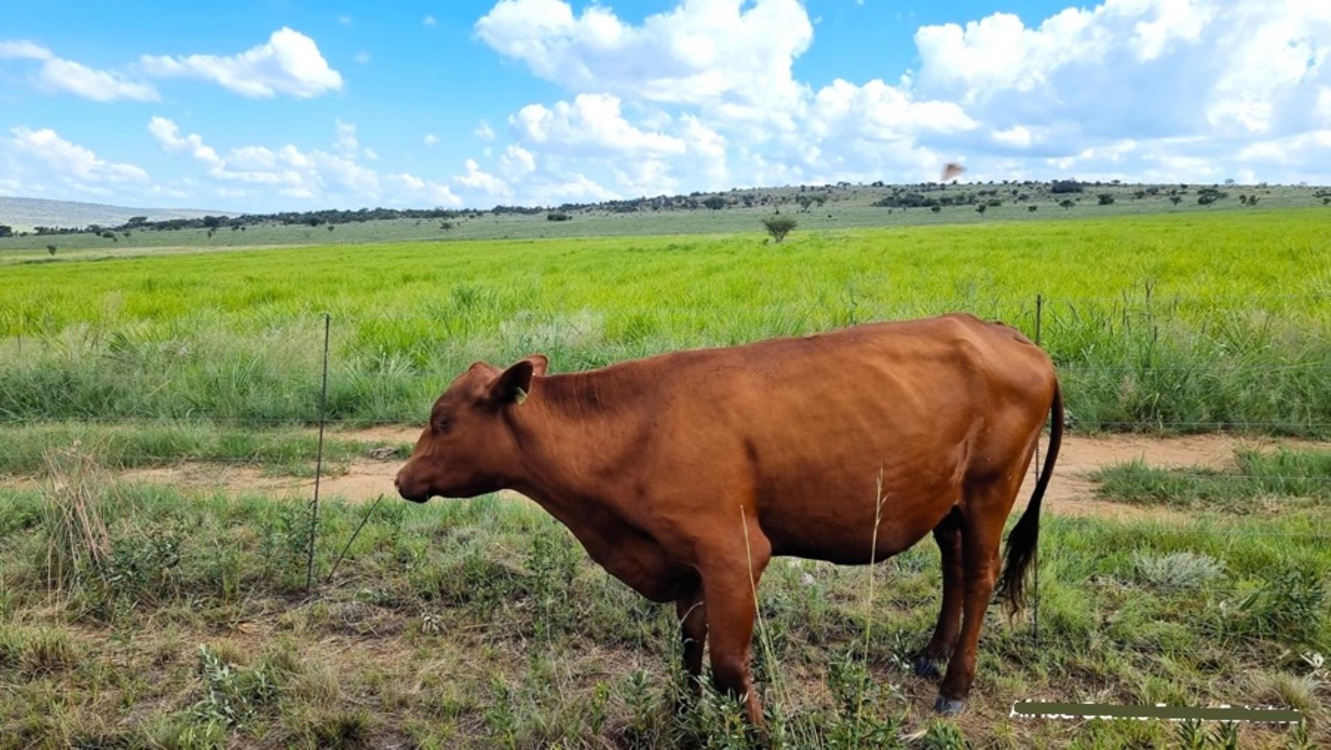 5 Bedroom Farm for Sale - Limpopo