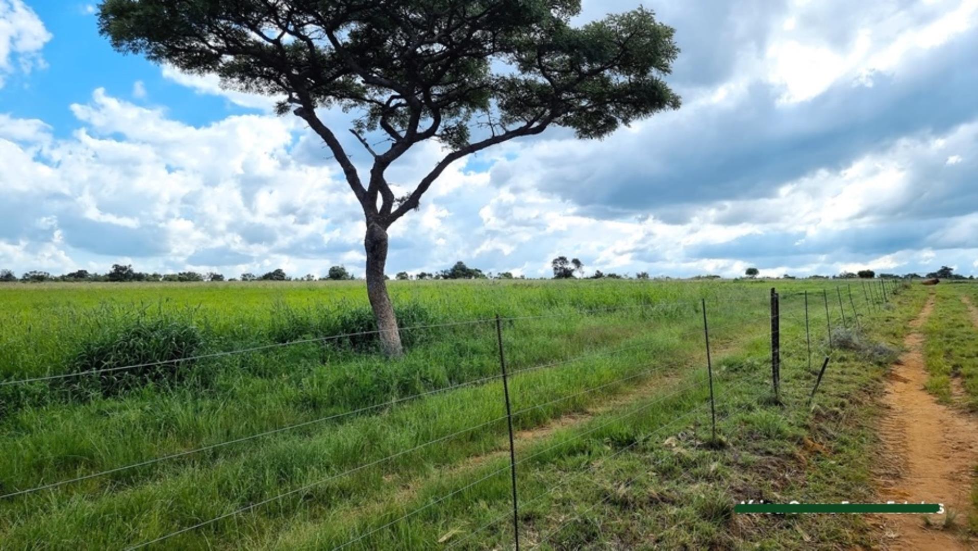 769254_Naboomspruit_Cattle_Farm_For_Sale__(29).jpg