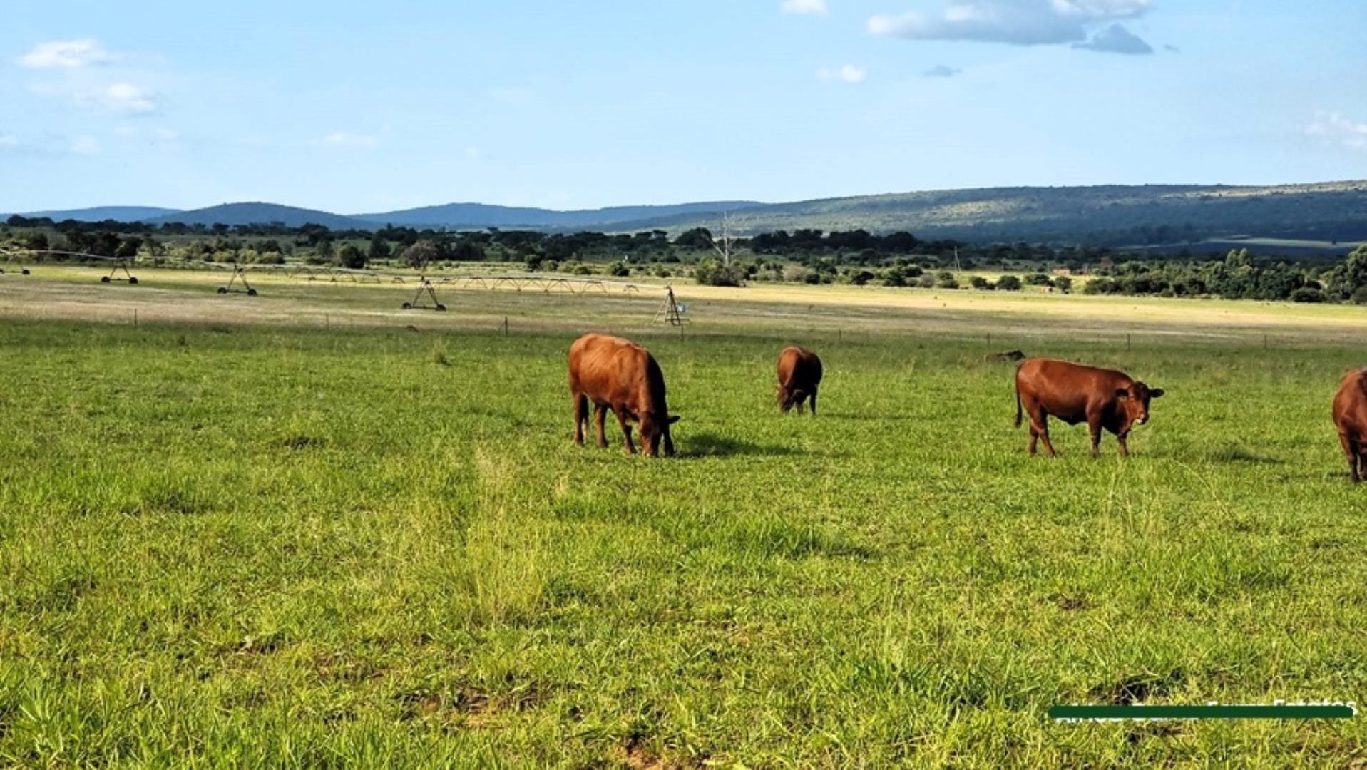 769254_Naboomspruit_Cattle_Farm_For_Sale__(38).jpg
