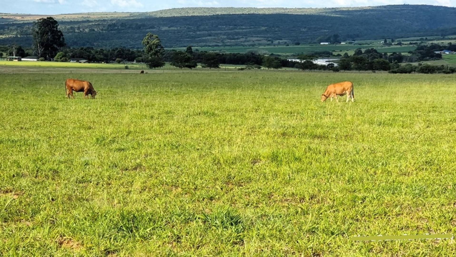 769254_Naboomspruit_Cattle_Farm_For_Sale__(39).jpg