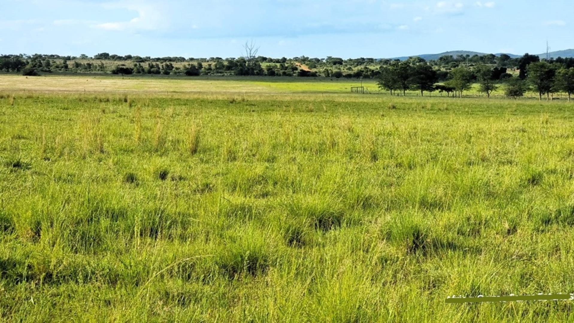 769254_Naboomspruit_Cattle_Farm_For_Sale__(43).jpg