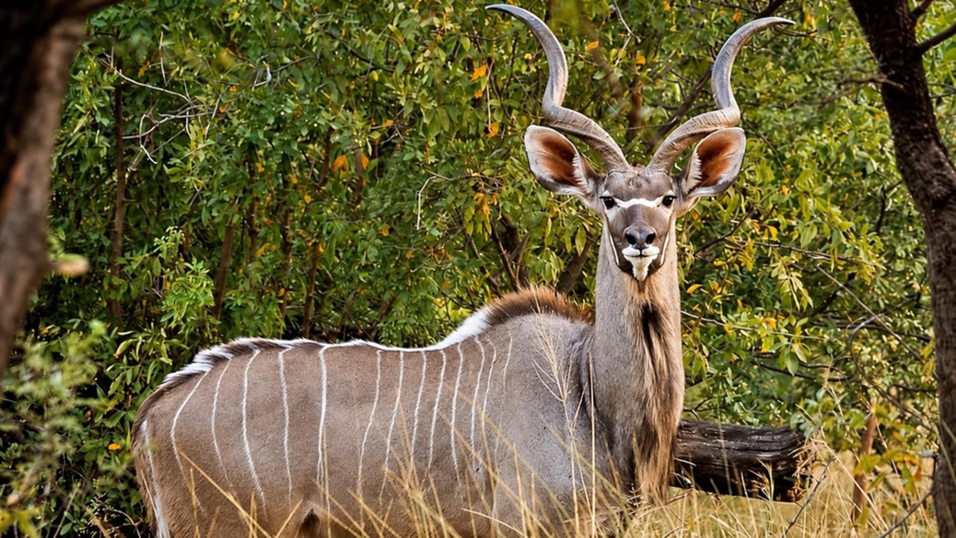 769790_803ha_Dinokeng_Tourism__Game_and_Hunting_Farm_FOR_SALE_(131).jpeg