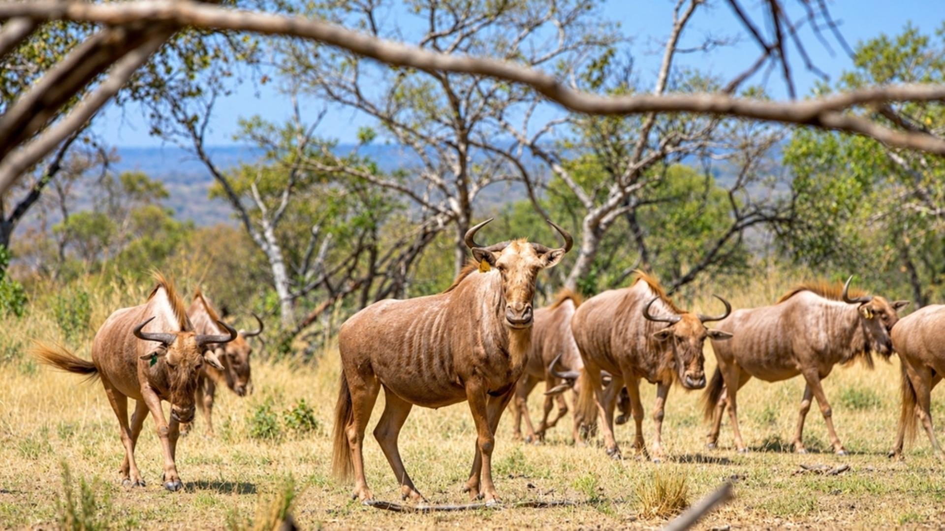 769790_803ha_Dinokeng_Tourism__Game_and_Hunting_Farm_FOR_SALE_(136).jpeg